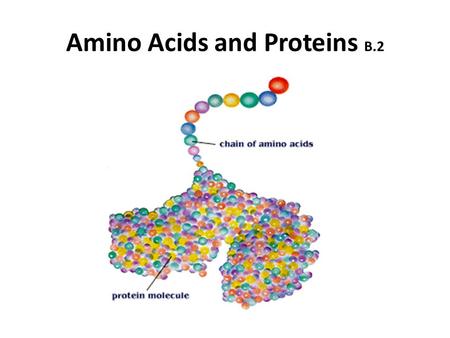 Amino Acids and Proteins B.2. there are about 20 amino acids that occur naturally they are the basic “building blocks” of life/proteins.