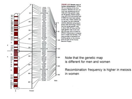 Note that the genetic map is different for men and women Recombination frequency is higher in meiosis in women.