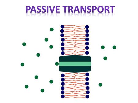 Diffusion: Movement of molecules from an area of high to low concentration Movement continues until equilibrium is reached Equilibrium: same amount.