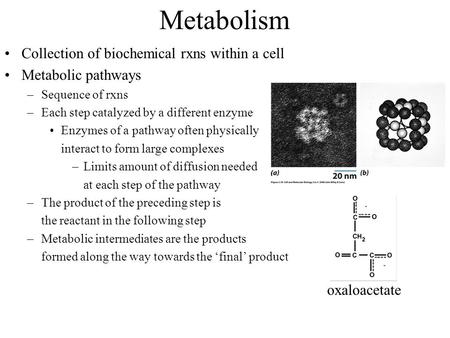 Metabolism Collection of biochemical rxns within a cell Metabolic pathways –Sequence of rxns –Each step catalyzed by a different enzyme Enzymes of a pathway.