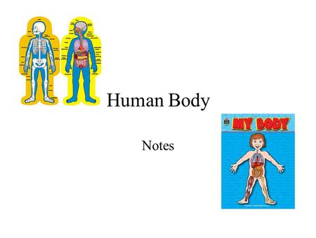 Human Body Notes.