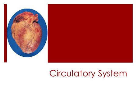 Circulatory System.