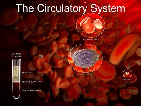 The Circulatory System