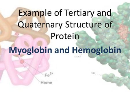 Myoglobin and Hemoglobin