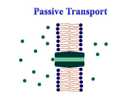 Diffusion: Movement of molecules from an area of high to low concentration Movement continues until equilibrium is reached –Equilibrium: molecules spread.