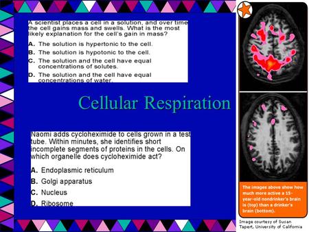 Cellular Respiration. Remember 1. ETC is a series of Redox on a membrane used to create a [] leading to PE. 2. CHOs are made in photosynthesis.