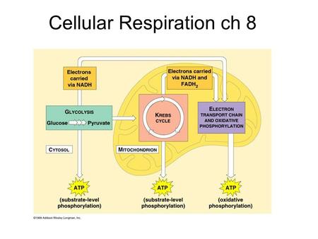 Cellular Respiration ch 8