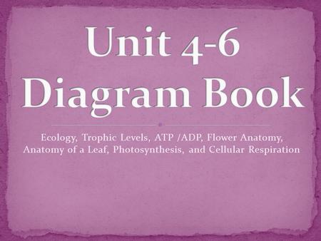 Ecology, Trophic Levels, ATP /ADP, Flower Anatomy, Anatomy of a Leaf, Photosynthesis, and Cellular Respiration.