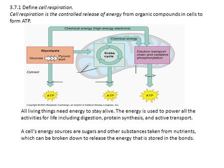 Define cell respiration