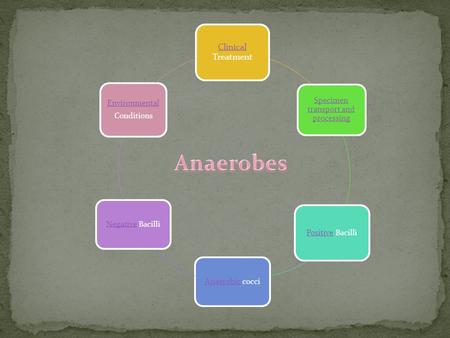 Clinical Clinical Treatment Specimen transport and processing PositivePositive Bacilli AnaerobicAnaerobic cocciNegativeNegative Bacilli Environmental Conditions.