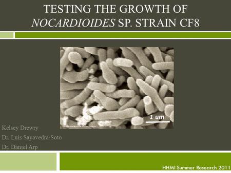 TESTING THE GROWTH OF NOCARDIOIDES SP. STRAIN CF8 Kelsey Drewry Dr. Luis Sayavedra-Soto Dr. Daniel Arp HHMI Summer Research 2011