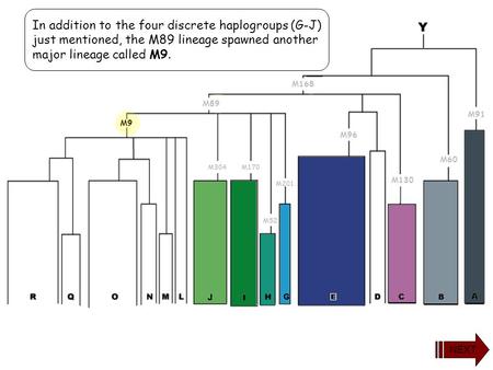 In addition to the four discrete haplogroups (G-J) just mentioned, the M89 lineage spawned another major lineage called M9. M60 M91 M130 M96 M201 M168.