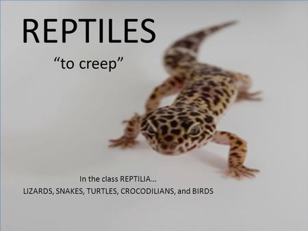 LIZARDS, SNAKES, TURTLES, CROCODILIANS, and BIRDS