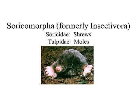 Soricomorpha (formerly Insectivora) Soricidae: Shrews Talpidae: Moles