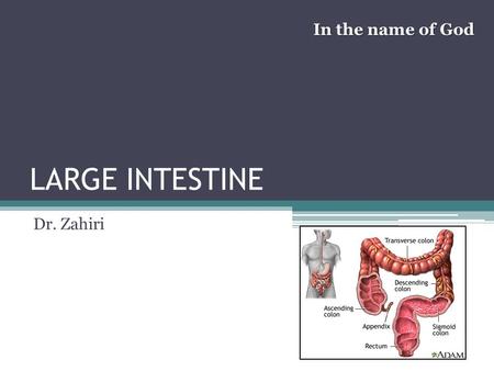 In the name of God LARGE INTESTINE Dr. Zahiri.