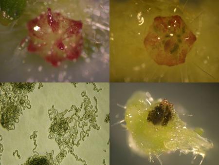 What are roles of flavonoids in the development of plant-cyanobacteria symbiosis ???