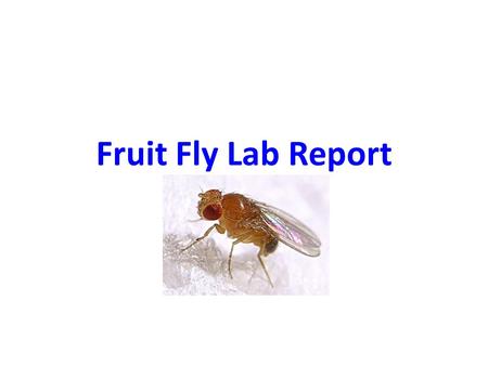 Fruit Fly Lab Report. Basics Completed individually – everyone’s should be different except for combined data Typed Due 1/20 or Earlier – on paper, unless.