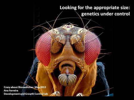 Looking for the appropriate size: genetics under control Looking for the appropriate size: genetics under control Crazy about Biomedicine– May 2013 Ana.