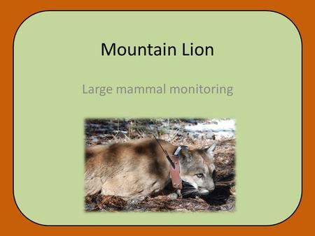 Mountain Lion Large mammal monitoring. Methods Brian Jansen climbing tree after darting F2 F2 baited to a site using an elk carcass The workers.