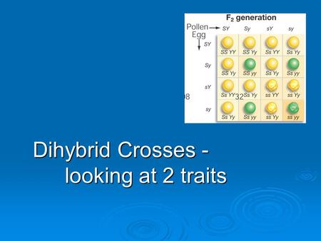 Dihybrid Crosses - looking at 2 traits