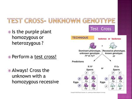 Test Cross- Unknown Genotype