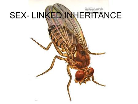 SEX- LINKED INHERITANCE