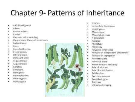 Chapter 9- Patterns of Inheritance