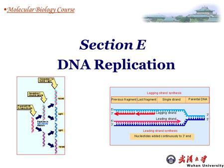 Section E DNA Replication