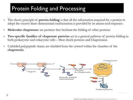 Protein Folding and Processing