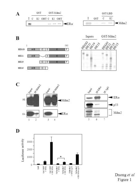 Duong et al Figure 1 A InputsGST-Mdm2 HEGO HE11HE19HE15 HEGO HE11 HE19HE15 B HEGO A/BCEFD 1595 HE11 A/BEFD CEFD HE19 A/BC HE15 C D ER  I GST-Mdm2GST C.