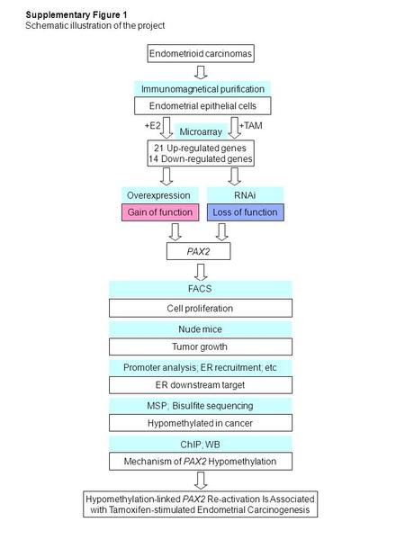 +E2 +TAM 21 Up-regulated genes 14 Down-regulated genes Microarray Gain of functionLoss of function PAX2 OverexpressionRNAi Cell proliferation Tumor growth.