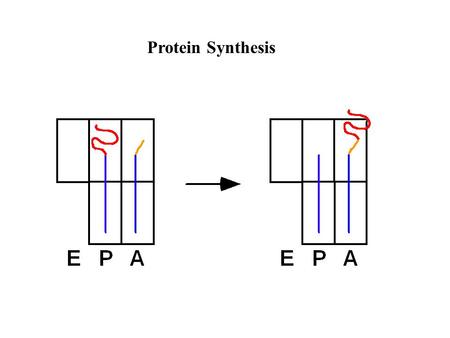 Protein Synthesis. E. coli Ribosome -70S particle, MW ~2.5 x 10 6 -dissociable into small (30S) and large (50S) subunits -30S contains 16S RNA, 21 polypeptides.