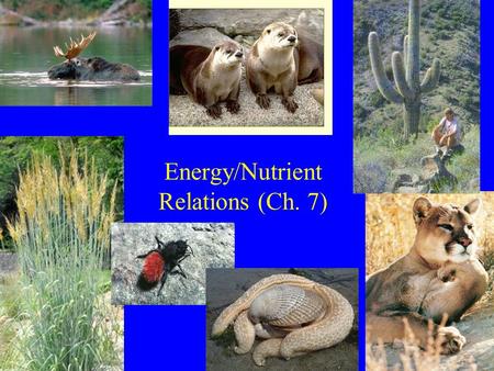 Energy/Nutrient Relations (Ch. 7). Lecture Outline 1) Major methods of gaining energy 2) Limitations on energy gain –Plants –Animals.