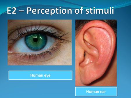 E2 – Perception of stimuli