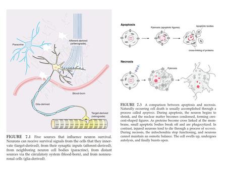 Terminal deoxynucleotidyl transferase dUTP nick end labeling.