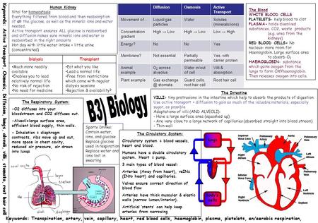 The Respiratory System: The Circulatory System: