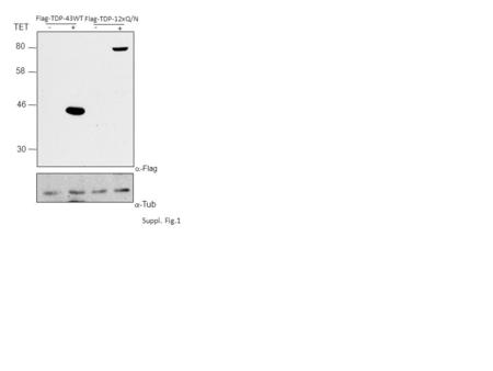 Suppl. Fig.1 46 58 80 30 - + + TET -  -Flag  -Tub Flag-TDP-43WT Flag-TDP-12xQ/N.