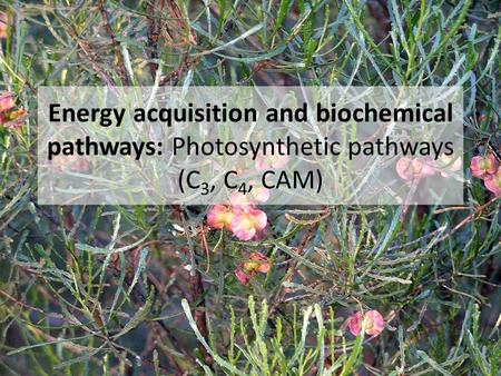 Energy acquisition and biochemical pathways: Photosynthetic pathways (C 3, C 4, CAM)