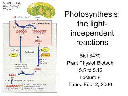 Photosynthesis: the light- independent reactions Biol 3470 Plant Physiol Biotech 5.5 to 5.12 Lecture 9 Thurs. Feb. 2, 2006 From Rost et al., “Plant Biology”,