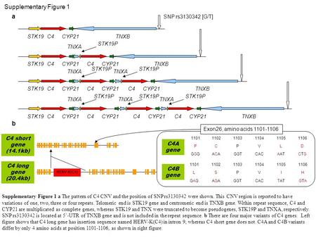 C4 long gene (20.4kb) C4 short gene (14.1kb) HERV-K(C4) Exon26, amino acids 1101-1106 C4B gene C4A gene 110111021103110411051106 PCPVLD GGGGGGACAACAGGTCACAATCTGCTG.