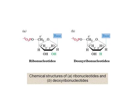 Names and abbreviations of nucleic acid bases, nucleosides, and nucleotides