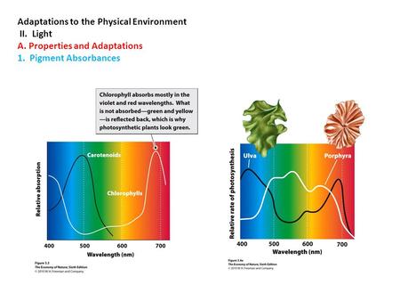 Adaptations to the Physical Environment II. Light A. Properties and Adaptations 1. Pigment Absorbances.