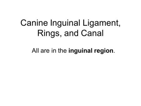 Canine Inguinal Ligament, Rings, and Canal