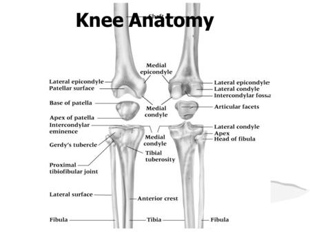 Knee Anatomy.