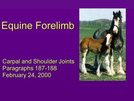 Equine Forelimb Carpal and Shoulder Joints Paragraphs 187-188 February 24, 2000 Carpal and Shoulder Joints Paragraphs 187-188 February 24, 2000.