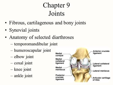 Chapter 9 Joints Fibrous, cartilagenous and bony joints