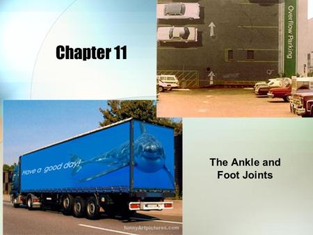 The Ankle and Foot Joints