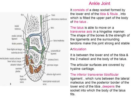 Ankle Joint It consists of a deep socket formed by the lower end of the tibia & fibula , into which is fitted the upper part of the body of the talus .