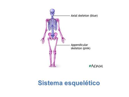 Sistema esquelético.