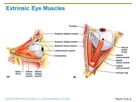 Extrinsic Eye Muscles Figure 15.3a, b.